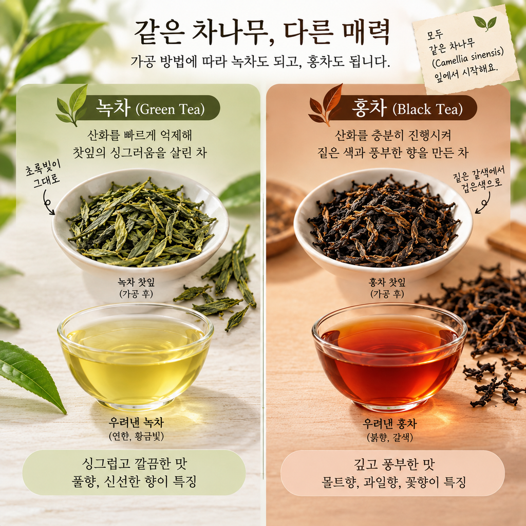 녹차와 홍차찻잎비교